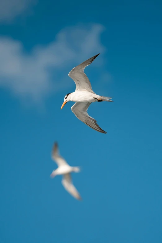 a seagull in flight with its beak open and wings extended to the camera