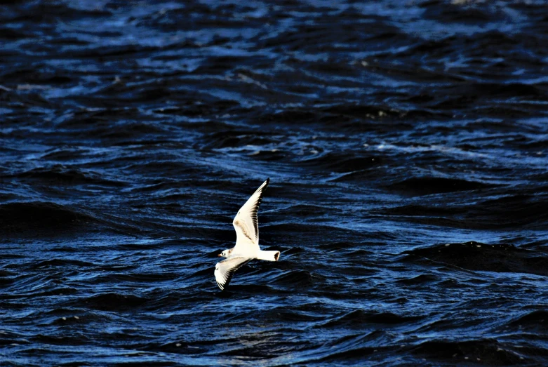 a white seagull flying over dark water