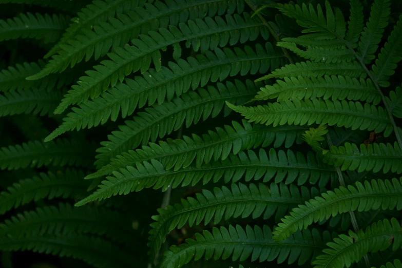 the back side of a large fern frond