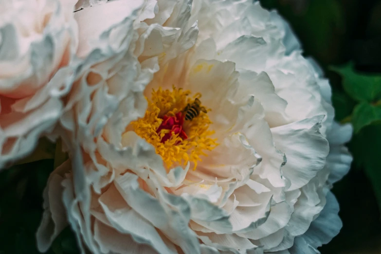 two large flowers with bees in the middle