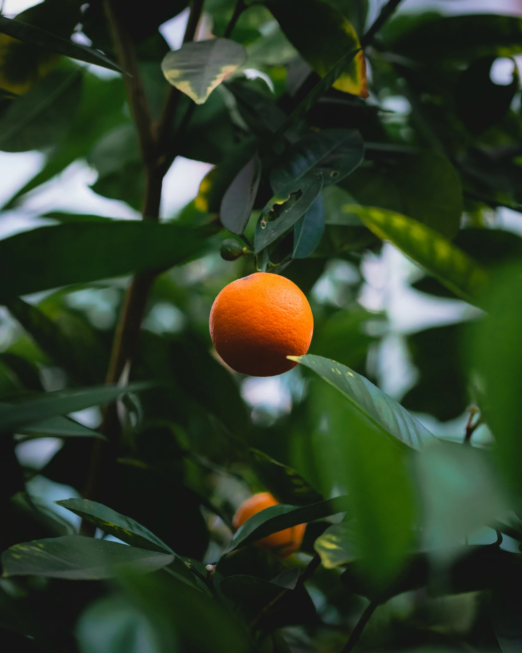 a ripe orange on an orange tree