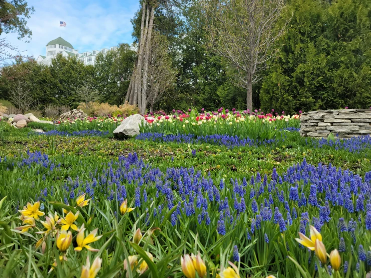 many flowers blooming on a hillside near a rock