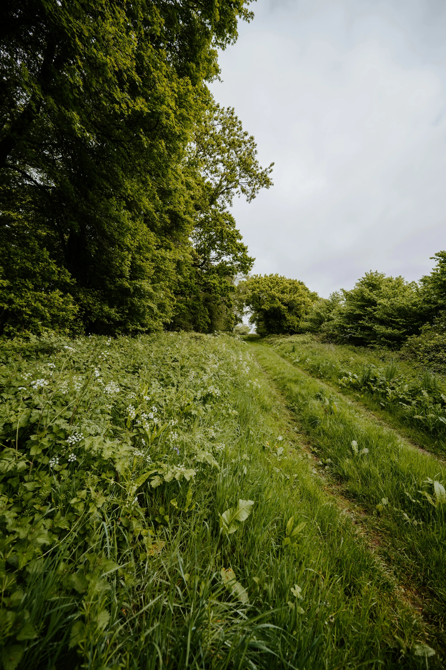 the view of a small dirt road running through the woods