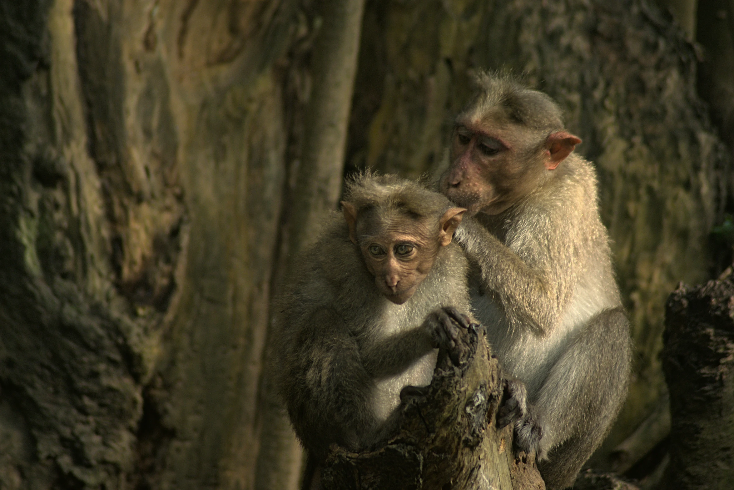 two monkeys hanging out on a tree trunk