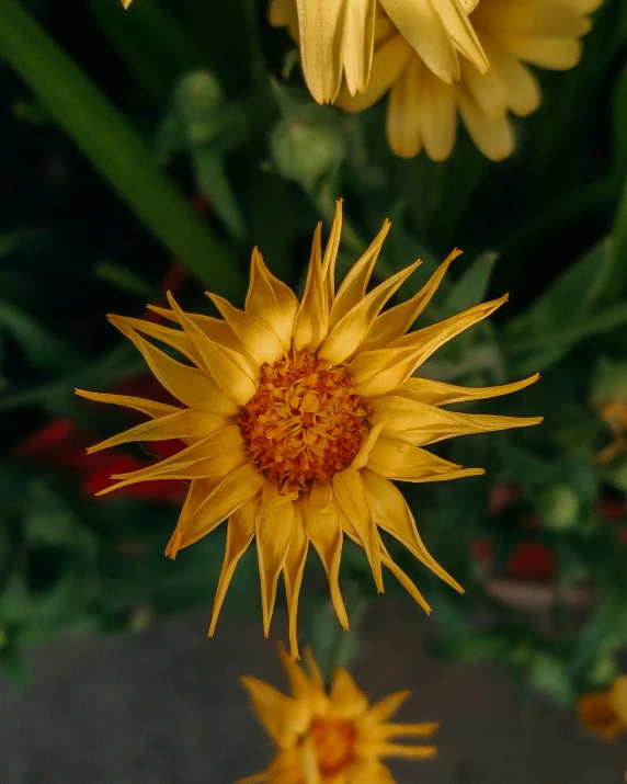 flowers from below that are yellow with brown stipulate