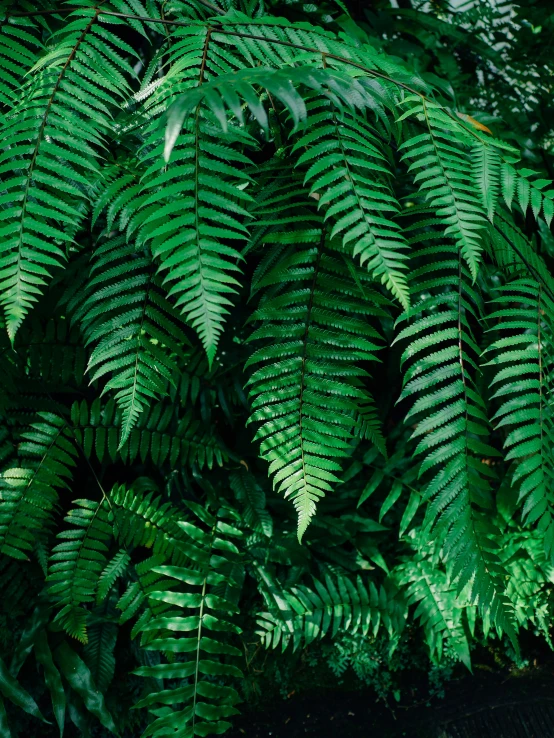 some very tall green leaves in the sun