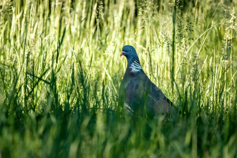 a bird is standing alone in the tall grass