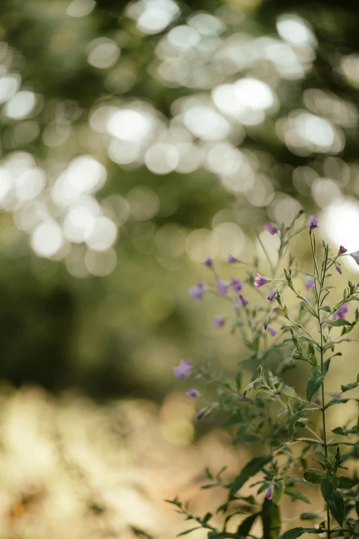 a plant with purple flowers in the middle of it