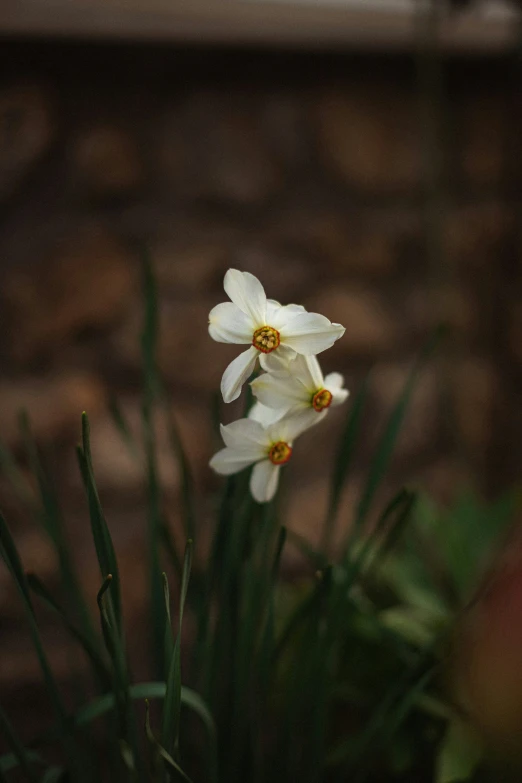 a white flower is standing in the dirt