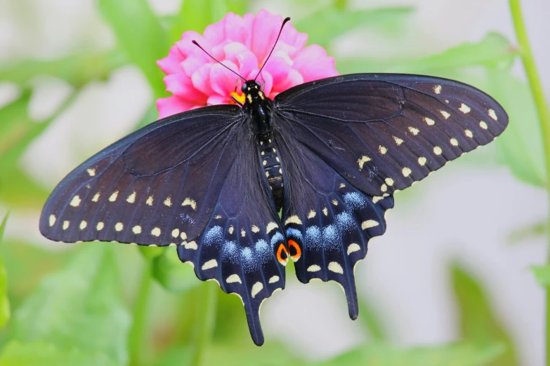 a large black erfly sits on a pink flower