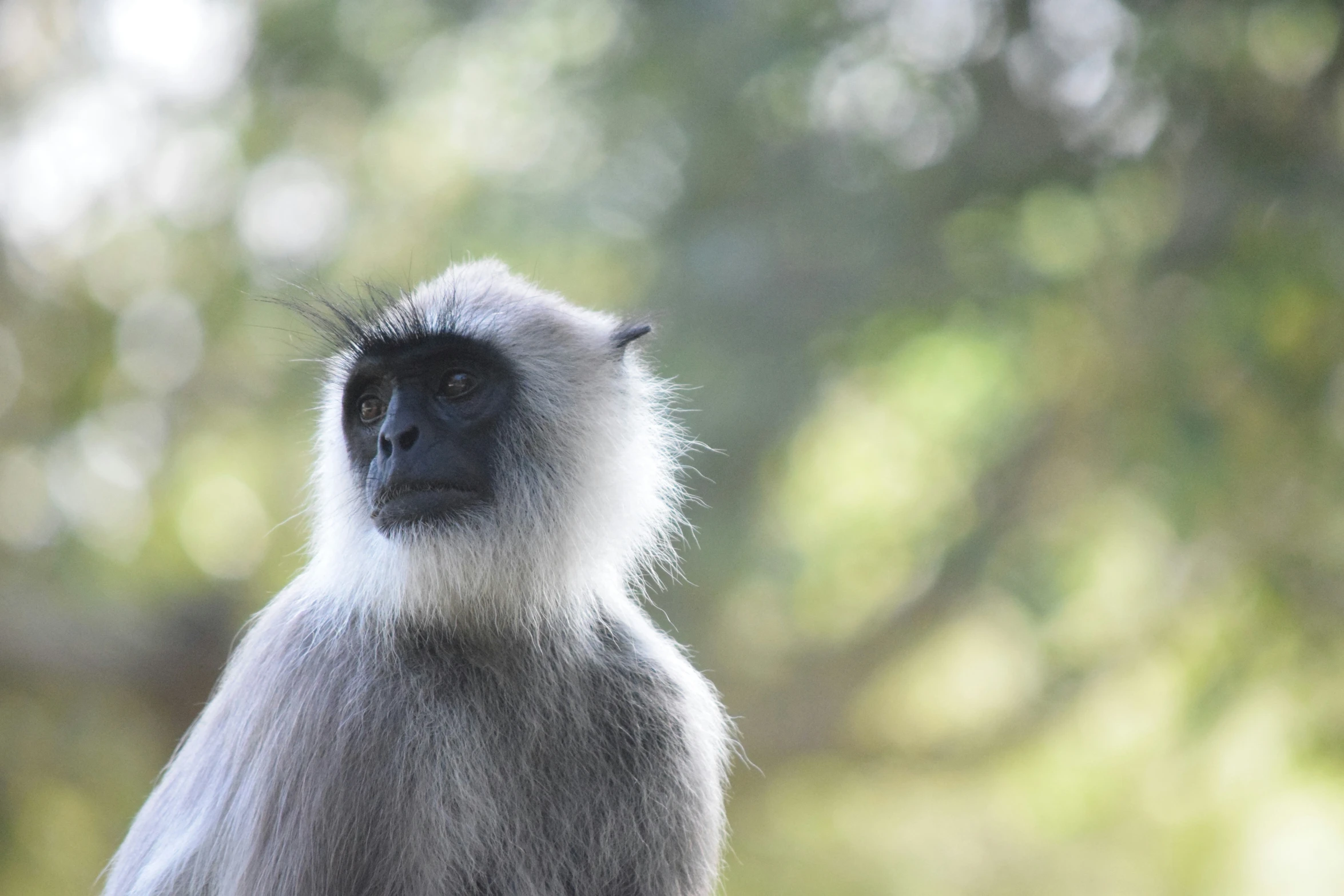 a grey and white monkey looking out at the trees