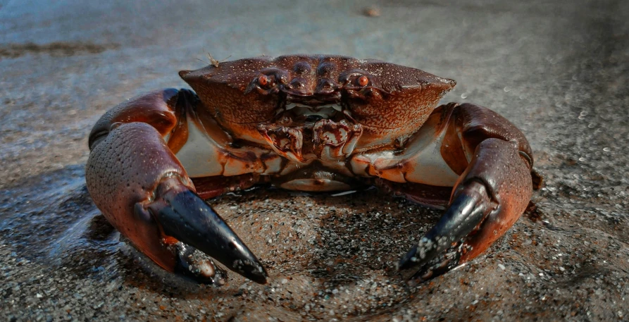 an adult crab standing on the beach looking into the water