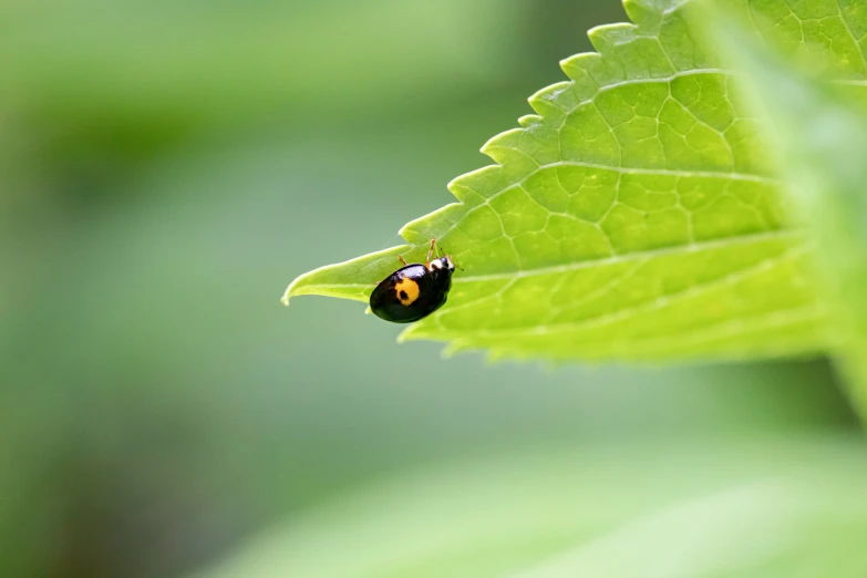 a small bug is sitting on a green leaf