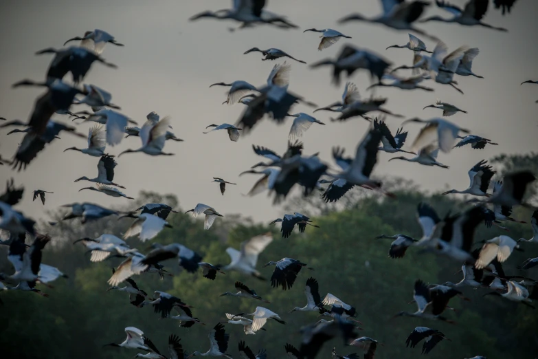 birds flying over a forest at dusk near trees