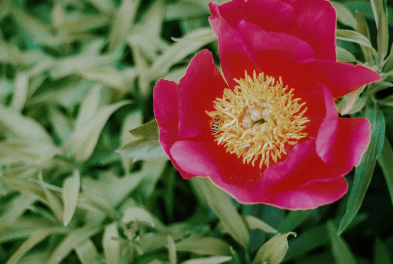 a very pretty red flower with yellow stamen