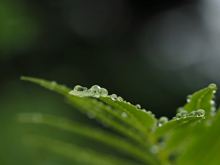 some green leaves with water drops on them