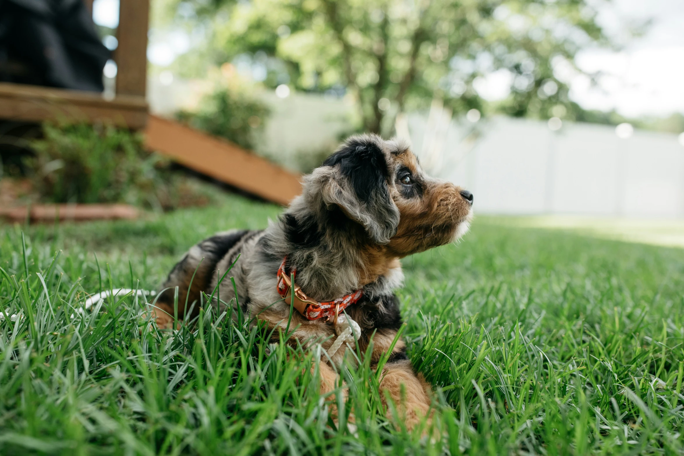 a dog laying on top of a grass covered field