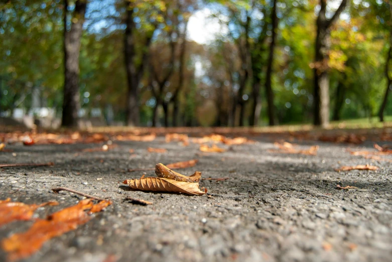 a single leaf on a sidewalk in front of some trees