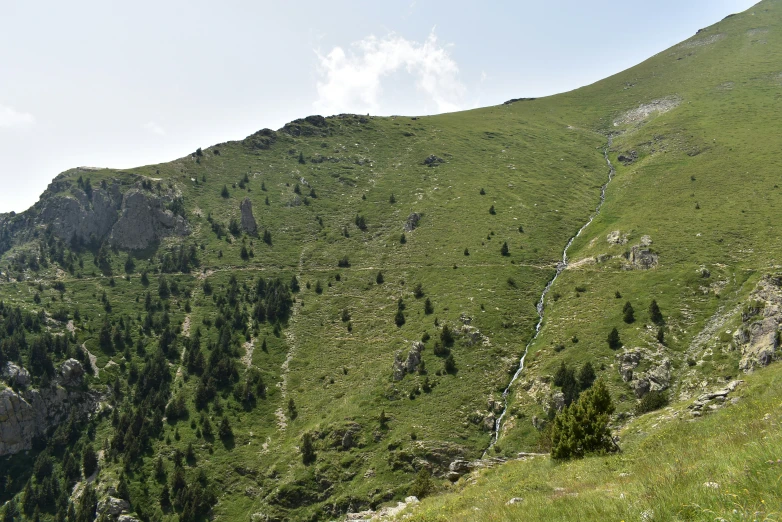 a hill side with lots of grass and trees