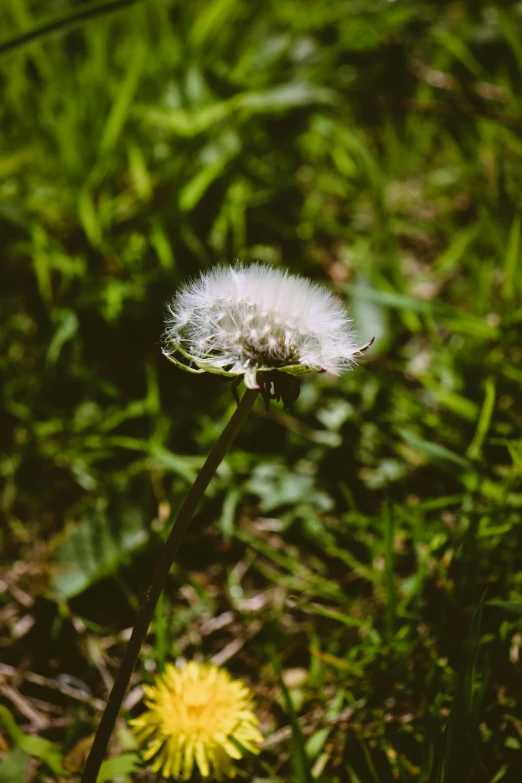 a single dandelion flower in the middle of grass