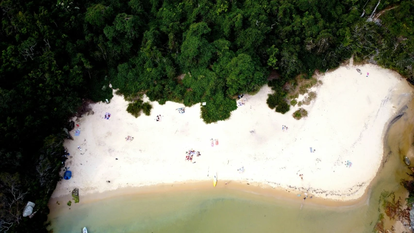 a beach with trees and people walking around it