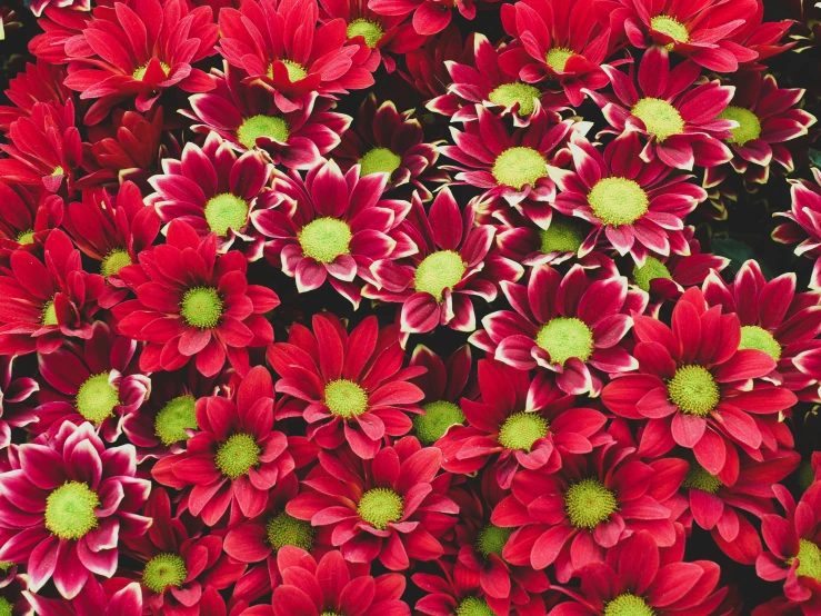 an arrangement of red flowers with green center