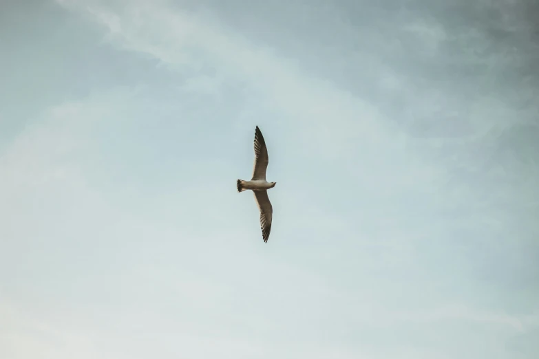 a large bird flying through the air with a sky background