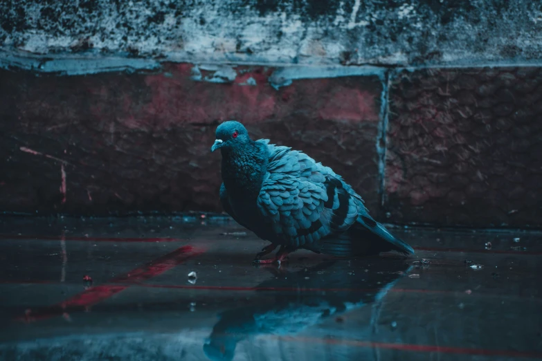 there is a bird sitting on a wet surface