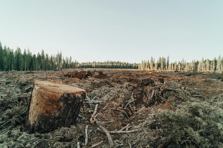 the area is full of trees and debris