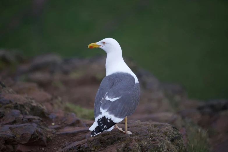 there is a bird standing on a rock