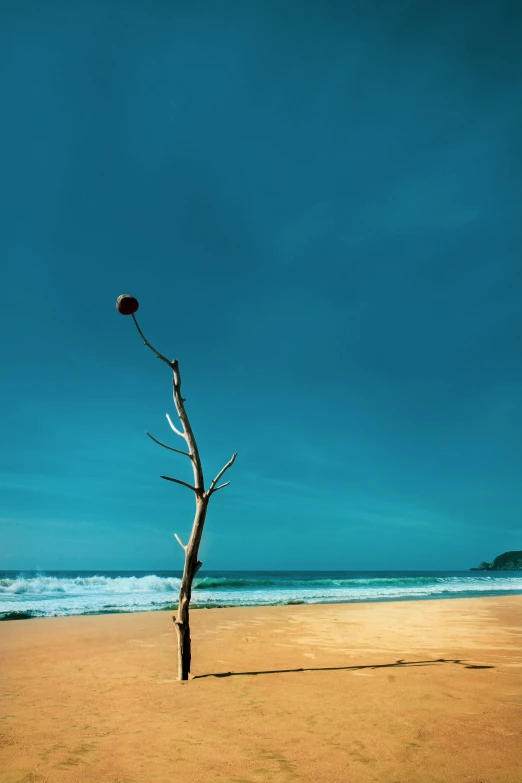 a bare tree nch stands on the beach