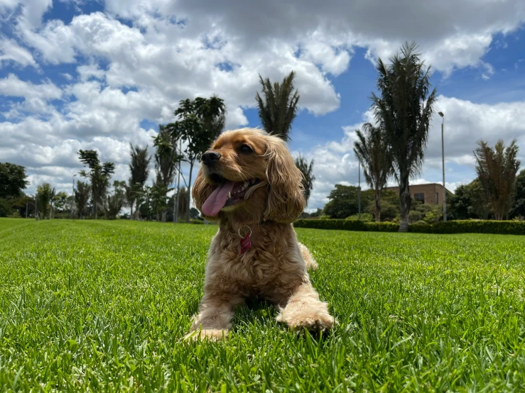 a small brown dog sitting on top of a lush green field