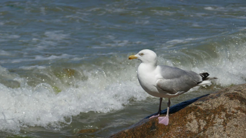 a seagull perches on a rock beside a large body of water