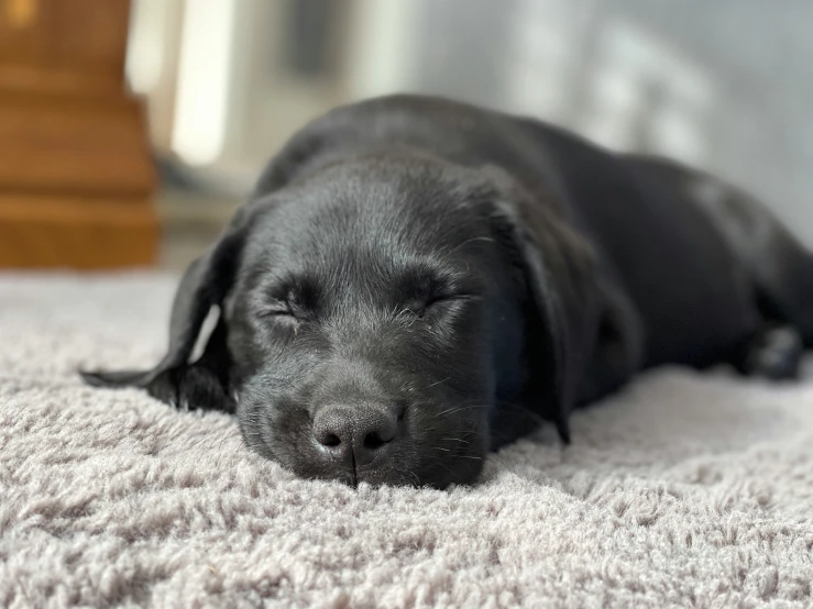 a black dog is sleeping on a white rug