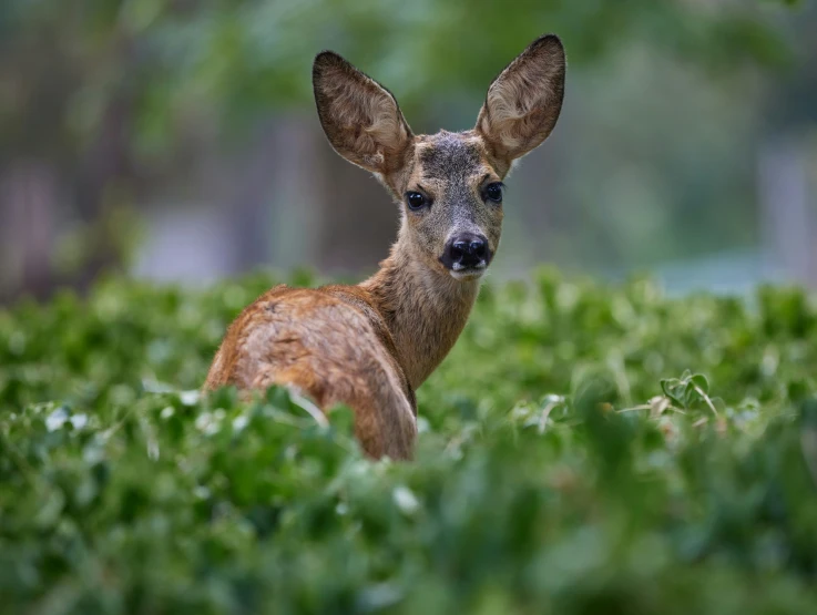 a small deer sitting in the middle of some grass