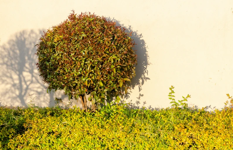 an evergreen tree grows from the side of a building