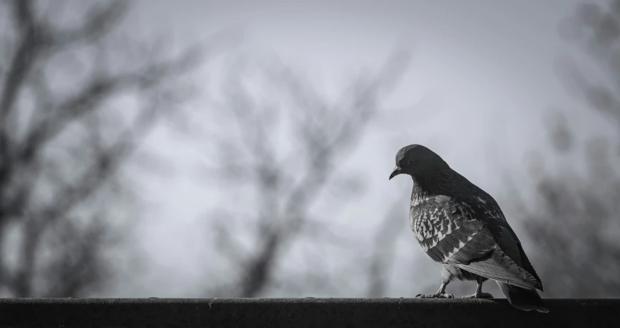 a bird with an intense beak sitting on the edge of a ledge