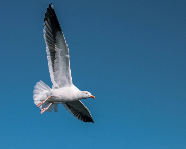 the seagull is flying high in the blue sky