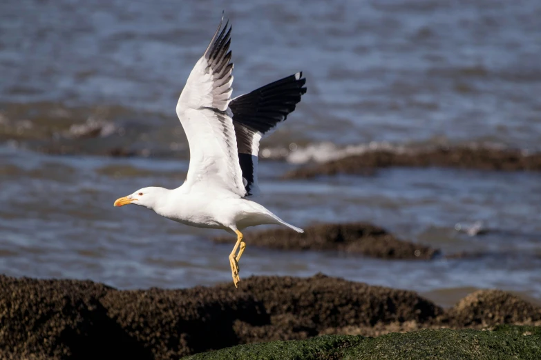 a white bird with black wings flying by the ocean