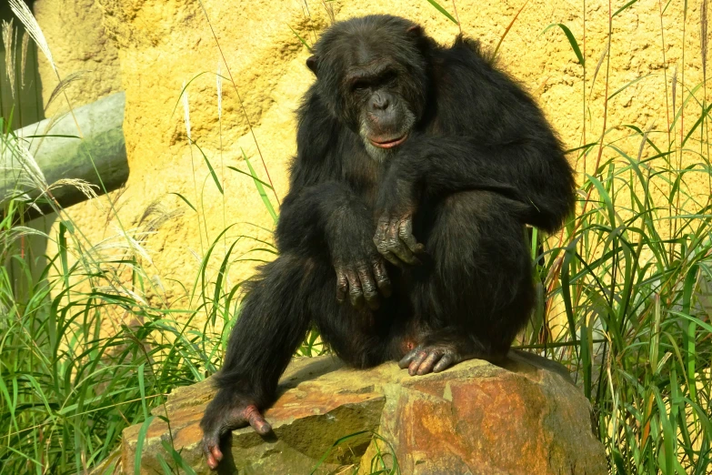 a small gorilla sits on top of a rock