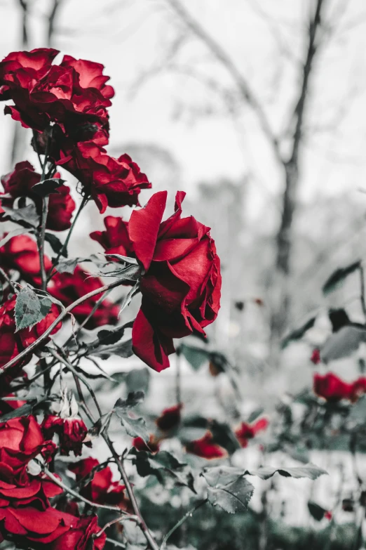 a bush full of roses and white flowers