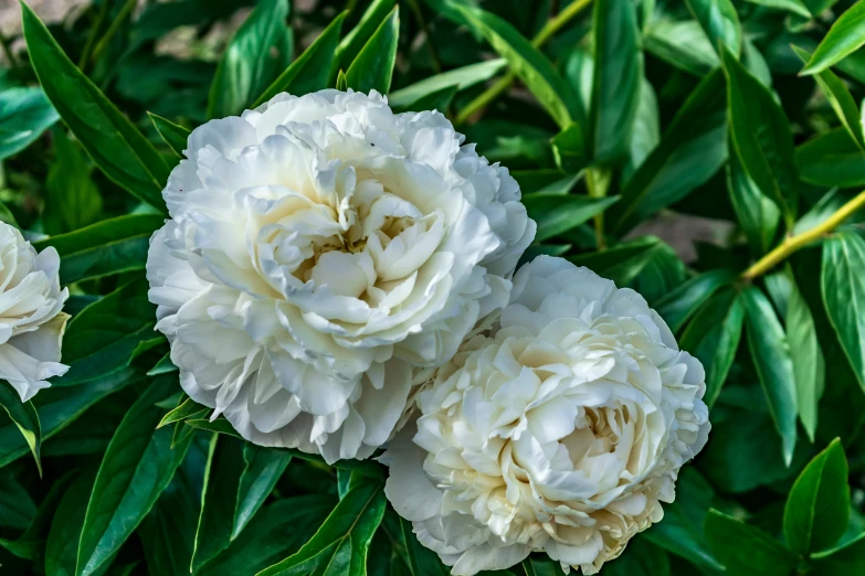 three white flowers with green leaves are in a bush