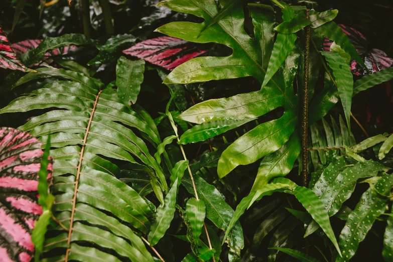 a jungle setting with lots of different colored leaves