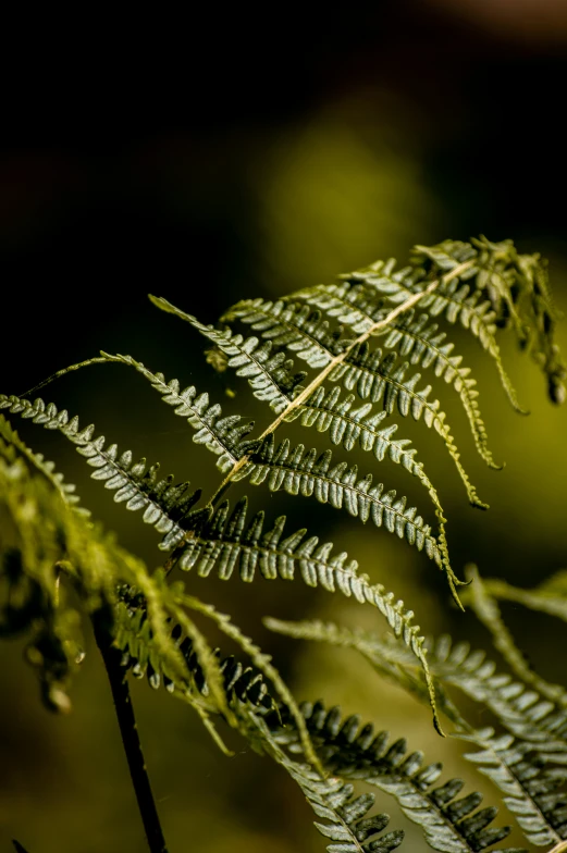 a close up of some green leaves on a plant