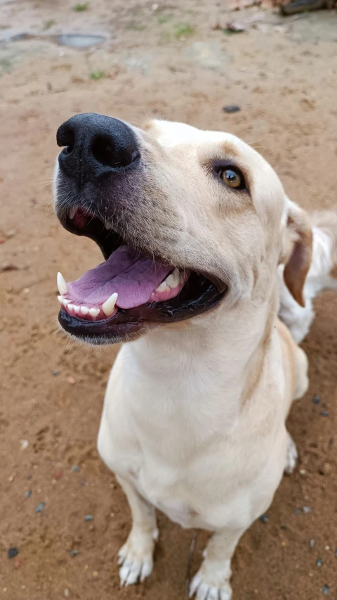 a yellow dog sitting on top of a dirt ground