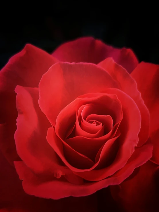 a close up image of the petals of a rose