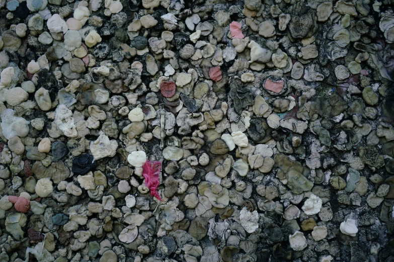 some rocks and other small things that are on the ground