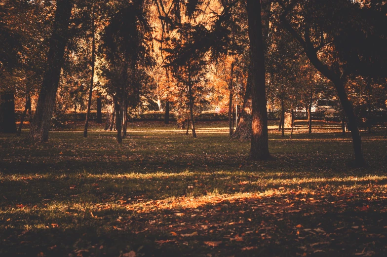 a park has a field that has many trees in it