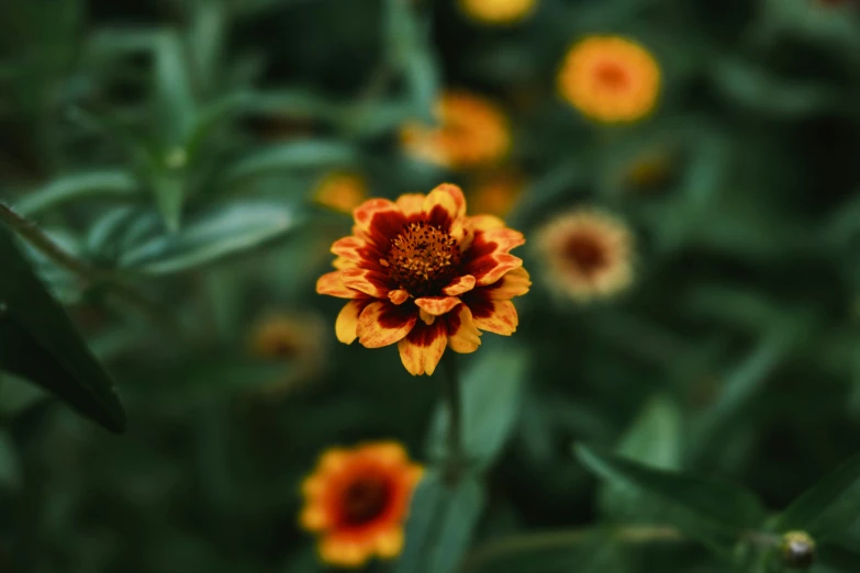 a close up of a single yellow orange flower