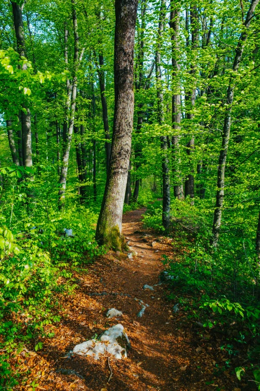 there is a trail in the woods and it has no running tracks